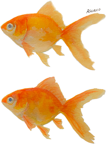 Twin Goldfishes